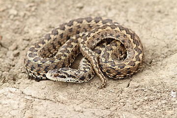 Image showing meadow adder on ground