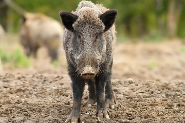 Image showing wild boar looking to the camera