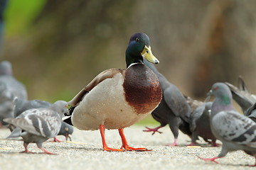 Image showing male mallard duck standing proud amongst pigeons