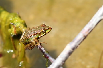 Image showing marsh frog on a twig