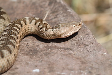 Image showing nose horned viper large female