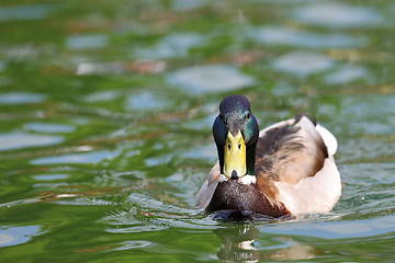 Image showing mallard male on lake surface