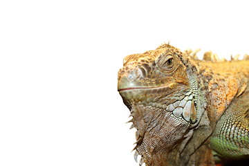 Image showing green iguana portrait over white
