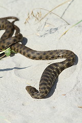 Image showing dice snake after eating a fish