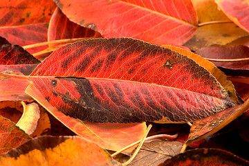 Image showing Autumn leaves 2