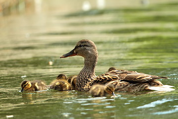 Image showing mother duck with babies