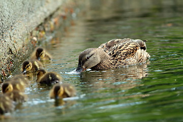 Image showing mallard duck family on the water, female with ducklings ( Anas platyrhynchos )