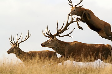 Image showing red deer males running together