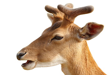 Image showing isolated portrait of young fallow deer buck