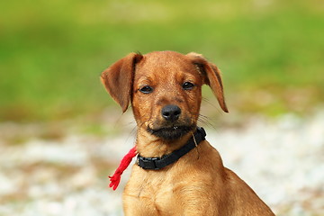 Image showing cute beige puppy portrait