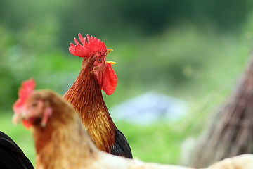 Image showing singing rooster over green background