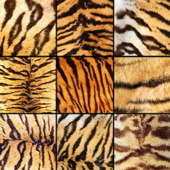 Image showing collection of tiger stripes