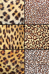 Image showing collection of different leopard pelts