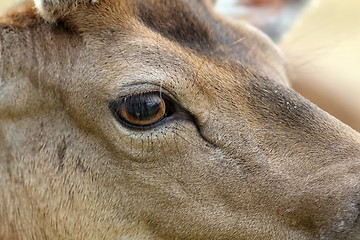 Image showing detail on fallow deer buck eye