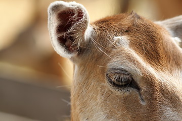 Image showing closeup of fallow deer hind, eye detail