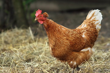 Image showing interesting hen at the farm