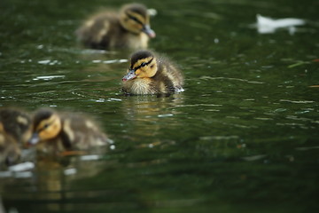 Image showing tiny mallard duck