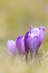 Image showing beautiful wild saffron crocus