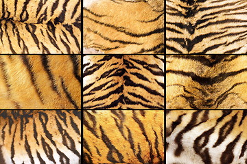 Image showing collection of tiger fur closeups