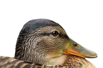 Image showing isolated portrait of a female mallard