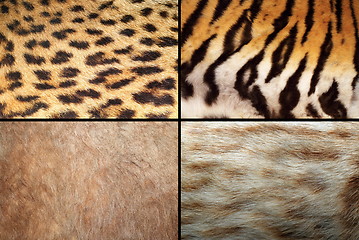 Image showing wild felines fur collection