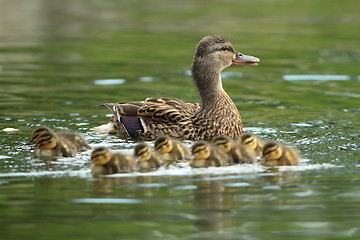 Image showing mother mallard with ducklings on water surface