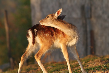 Image showing fallow deer calf scratching