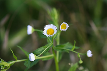 Image showing Chamomile