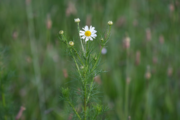 Image showing Chamomile