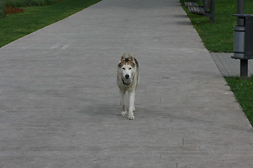 Image showing Lonely husky