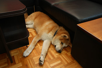 Image showing Akita Inu puppy