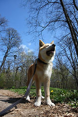 Image showing Akita Inu puppy