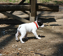 Image showing French Bulldog