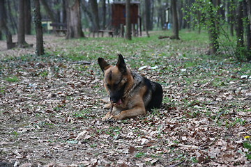 Image showing  German shepherd