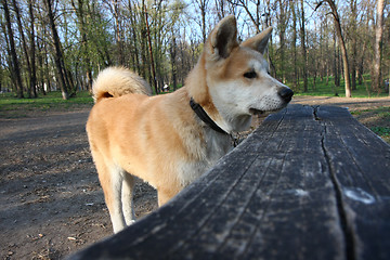 Image showing Akita Inu puppy