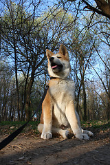 Image showing Akita Inu puppy