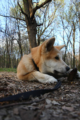 Image showing Akita Inu puppy