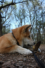 Image showing Akita Inu puppy