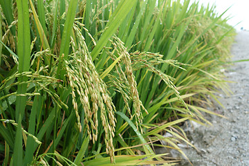 Image showing Ripe rice grains in Asia before harvest