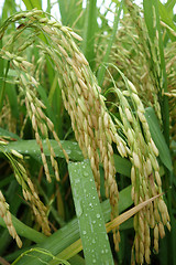 Image showing The ripe paddy field is ready for harvest