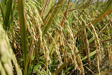 Image showing The ripe paddy field is ready for harvest