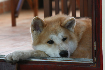 Image showing Akita Inu puppy