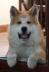 Image showing Akita Inu puppy