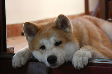 Image showing Akita Inu puppy