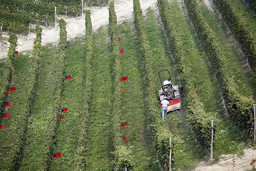 Image showing Vineyard - Piedmont