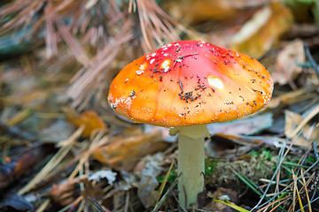 Image showing Mushroom mushroom in a forest glade.