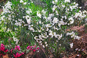 Image showing Beautiful flowering Bush white oleander , illuminated by the sun