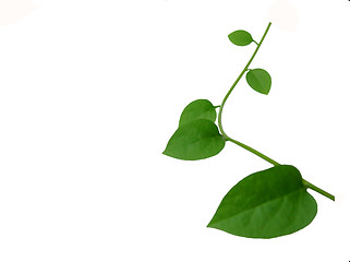 Image showing Elegant green ivy twig over white back ground