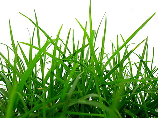 Image showing Green grass on white back ground