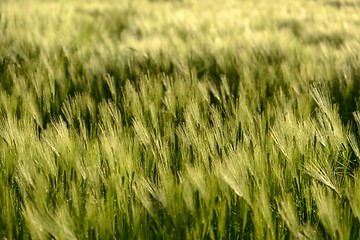 Image showing Closeup photo of some fresh wheat